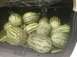 吃瓜凳网红 吃瓜凳网红